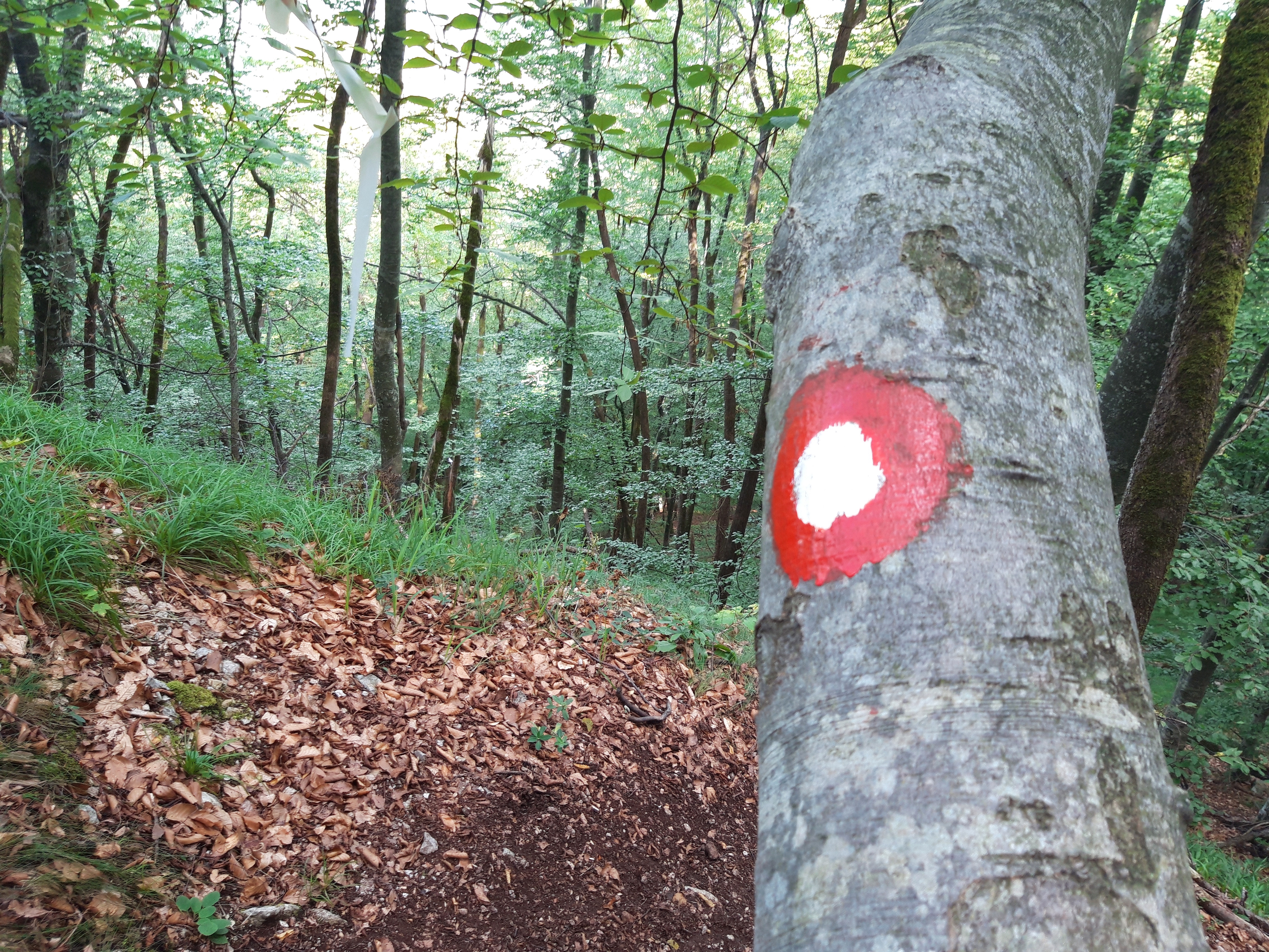 Tara National Park, Serbia