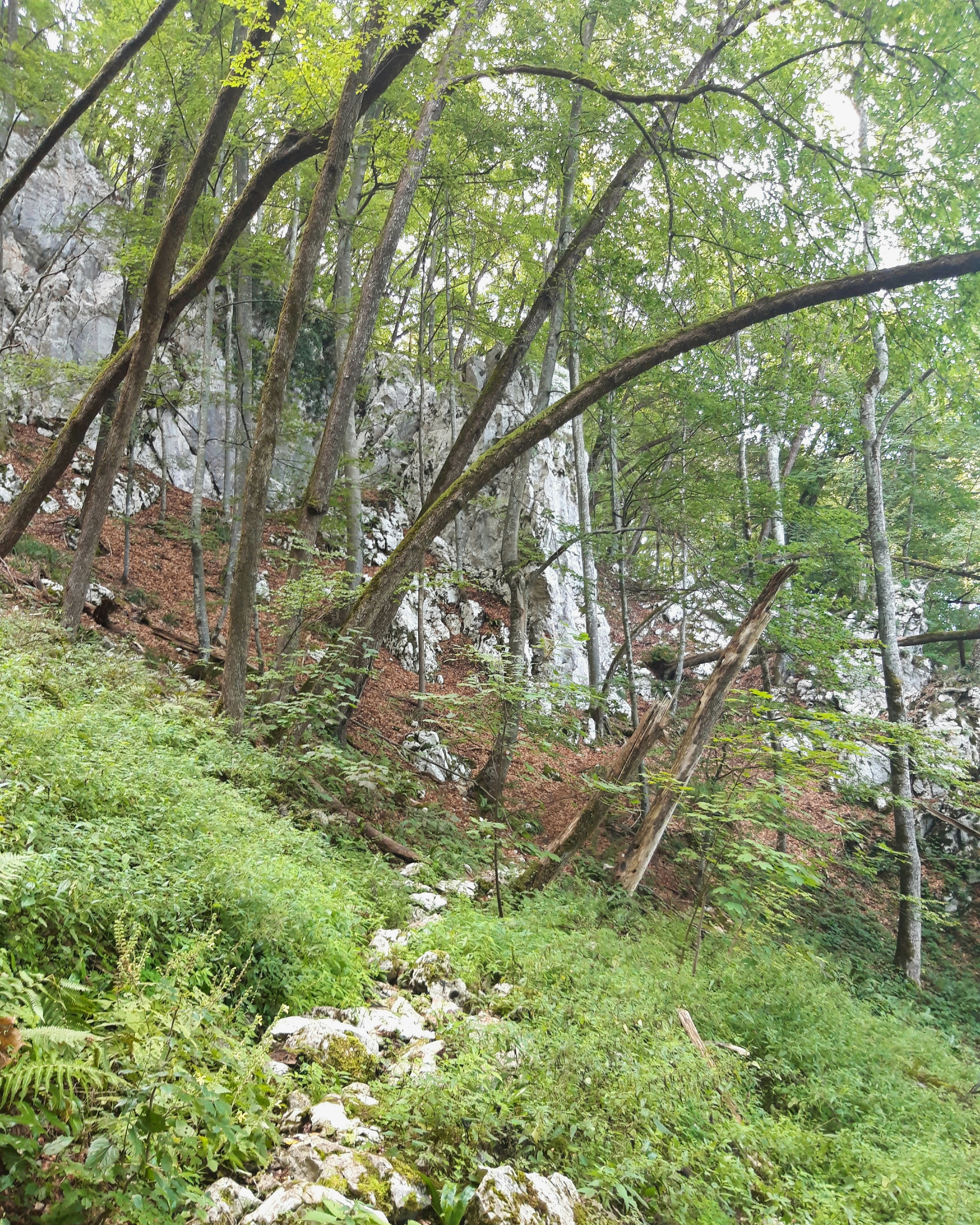 Tara National Park, Serbia
