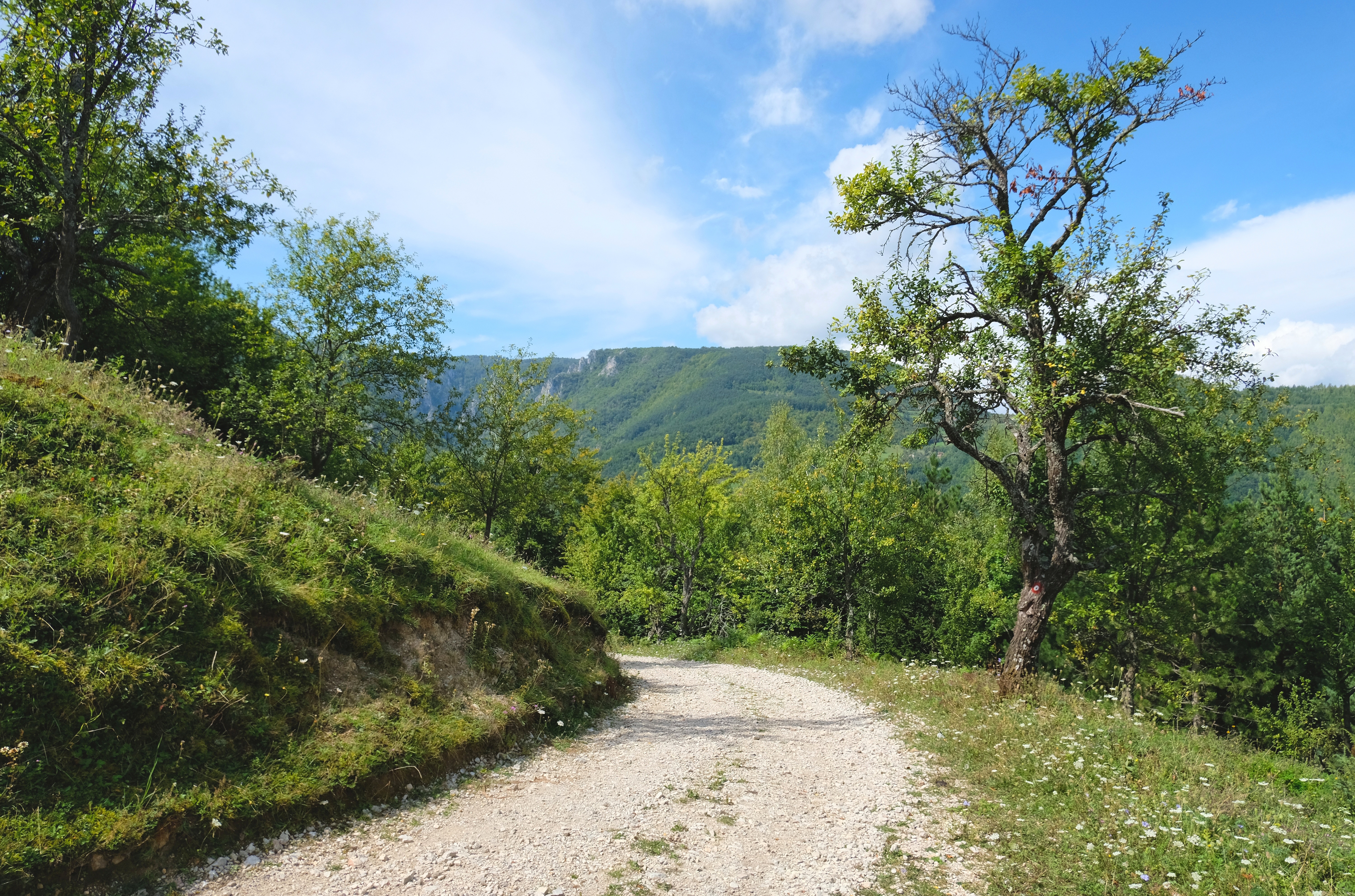 Tara National Park, Serbia