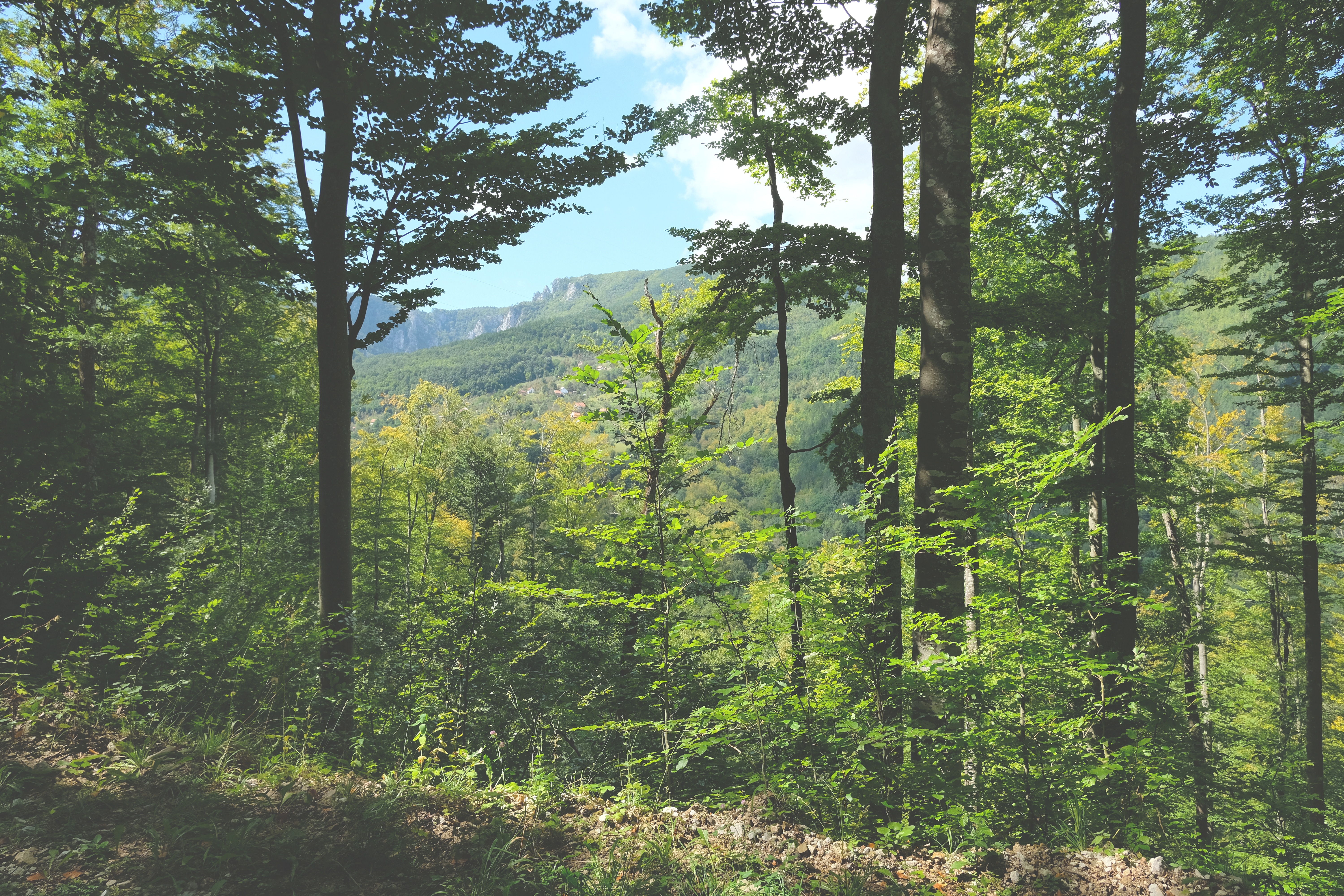 Tara National Park, Serbia