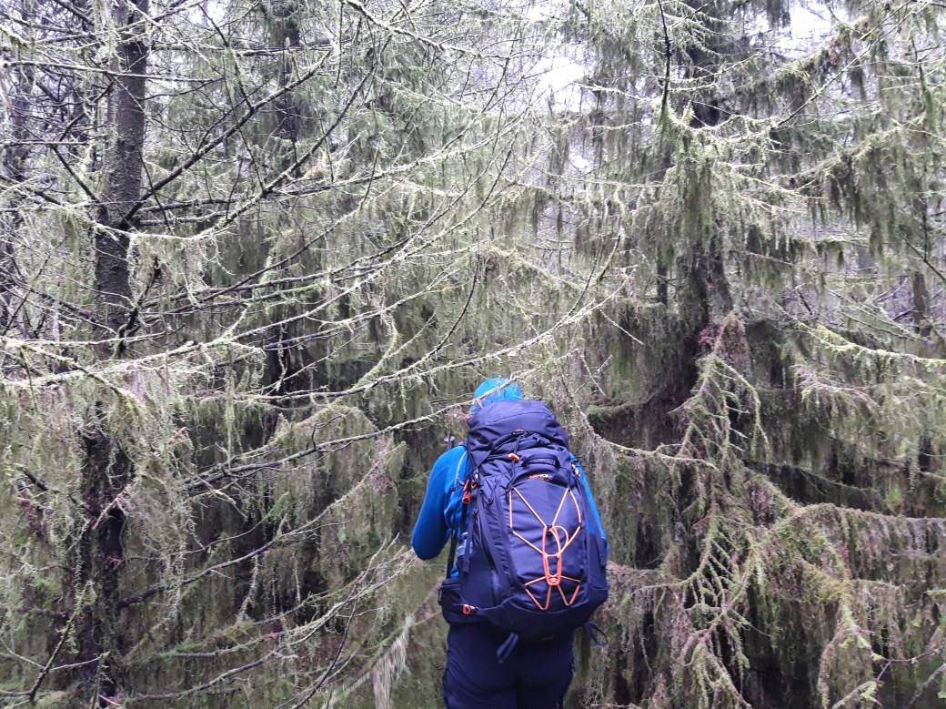 Walking in Glenlark Forest, Sperrin Mountains, County Tyrone.jpg