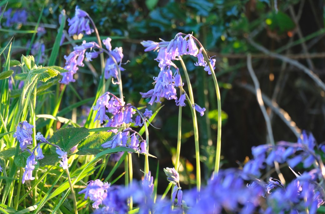 bluebells