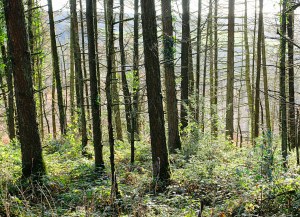 Crocknagrally Forest Fermanagh Tyrone