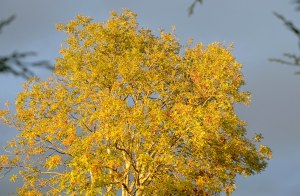 Golden autumn tree