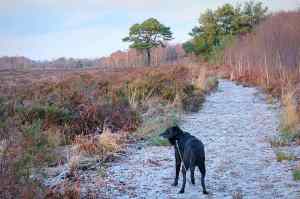Peatlands Park, County Armagh